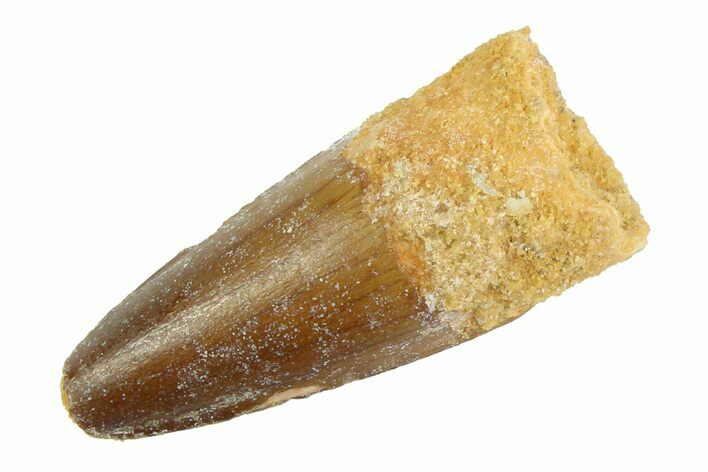 Fossil Spinosaurus Tooth - Real Dinosaur Tooth #346886